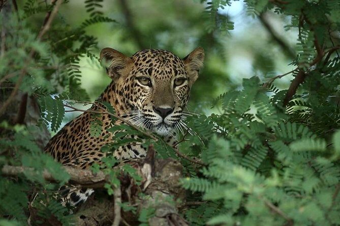 Afternoon Safari to Yala National Park - Authentic Insights from Reviews