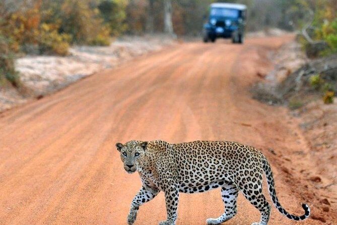 Afternoon Safari to Yala National Park - Who Is This Tour Best Suited For?