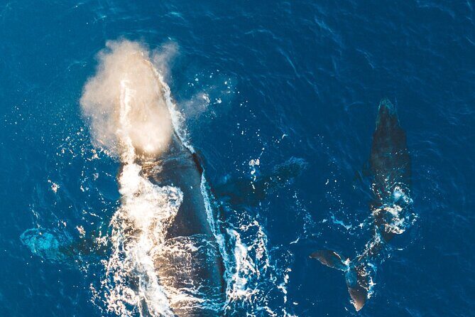 Afternoon Sail With the Whales from Lahaina Harbor - Frequently Asked Questions (FAQs)