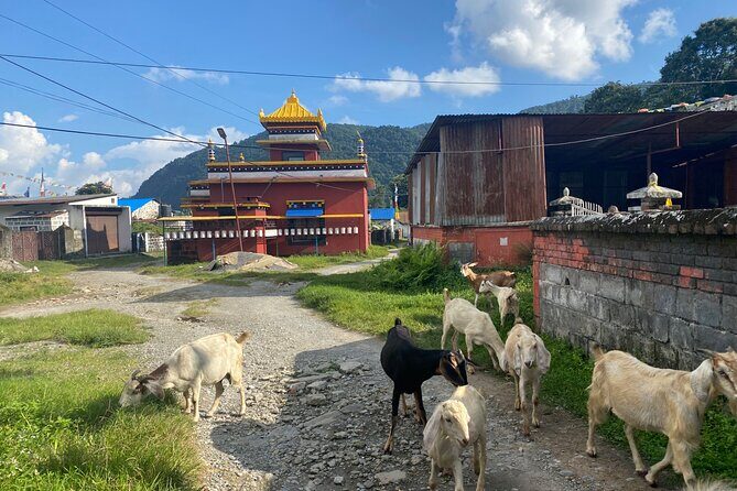 Afternoon Tibetan Cultural Tour to Tibetan Settlements Pokhara - What Travelers Say About This Tour