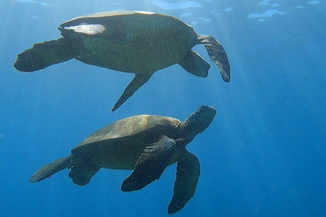 Afternoon Turtle Town Snorkel at Coral Gardens - FAQs