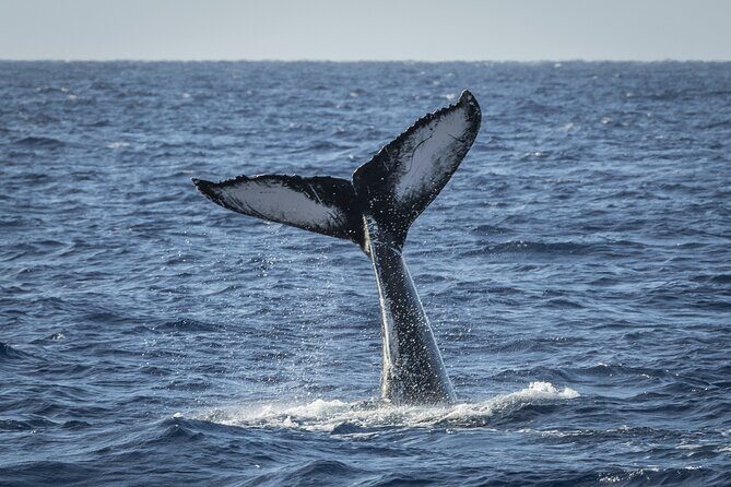 Afternoon Whale Watching Tour in Maui with Dinner - Introduction: A Whaley Good Time in Maui