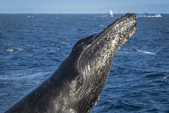 Afternoon Whale Watching Tour in Maui with Dinner - Who Should Consider This Tour?