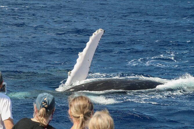 Afternoon Whale Watching Tour in Maui with Dinner - The Sum Up: Why This Tour Delivers