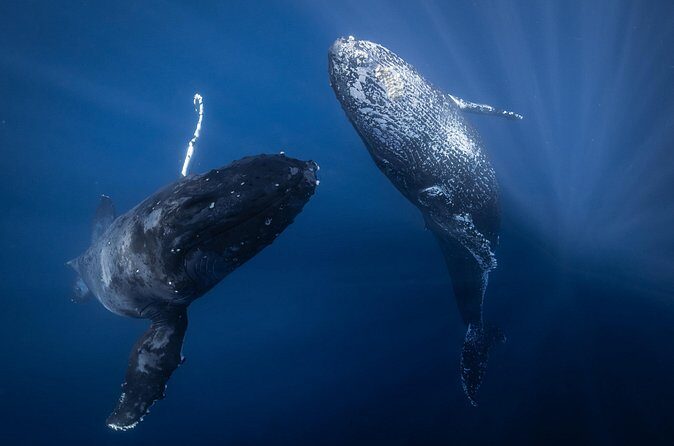 Afternoon Whale Watching Tour in Maui with Dinner - FAQ