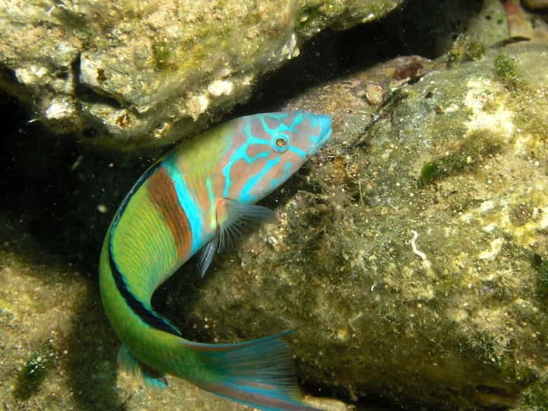 Agia Pelagia: Introduction to Scuba Diving (2 Dives) - What’s Included and What’s Not