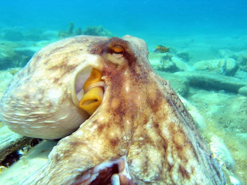 Agia Pelagia: Introduction to Scuba Diving Experience - Key Points