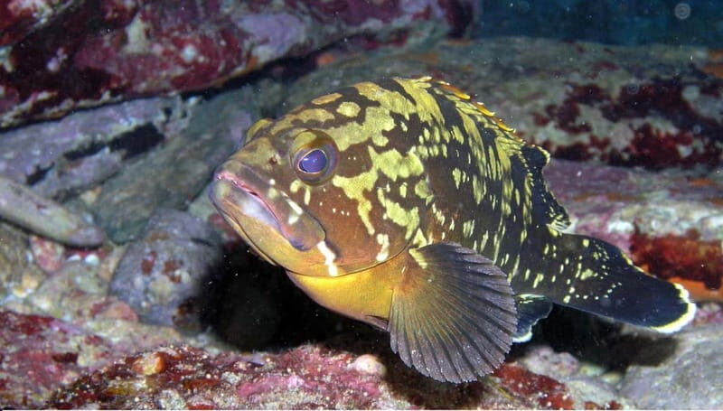 Agia Pelagia: Introduction to Scuba Diving Experience - The Highlights in Detail