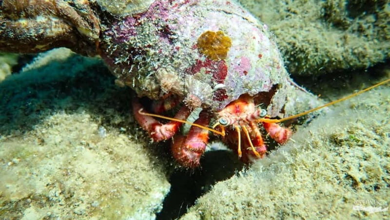 Agia Pelagia: Scuba Diving Activity for Children - Key Points