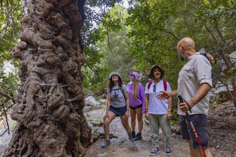 Agios Nikolaos: Evening Forest Yoga and Hiking Experience - Who Will Love This Tour?