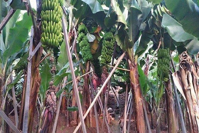Agriculture Green Tour - Discover Madeira’s Hidden Agricultural Gems with the Agriculture Green Tour