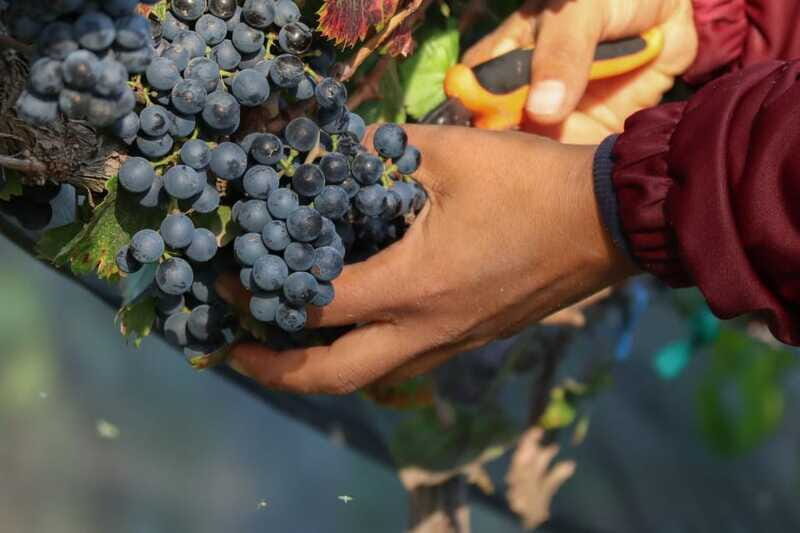 Aguascalientes: Magical Town and Vineyard Tour - FAQ