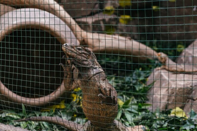 Agüimes: Cocodrilo Park Zoo Entry Ticket - Final Thoughts