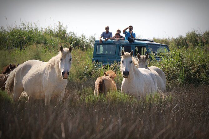 Aigues Mortes: 4x4 photo safari in the Camargue - An Honest Look at the Camargues Untamed Charm