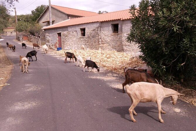 Aire & Candeeiros: Nature, Fossils and Forgotten Traditions - Who Would Love This Tour?