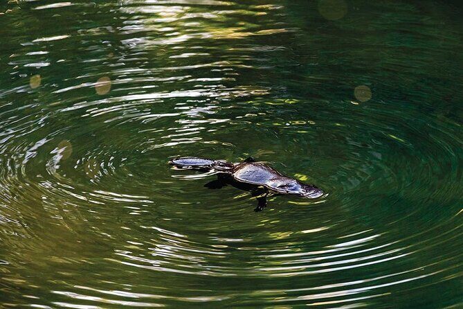 Airlie Beach: Eungella Wild Platypus Encounter Eco Tour - The Experience in Detail