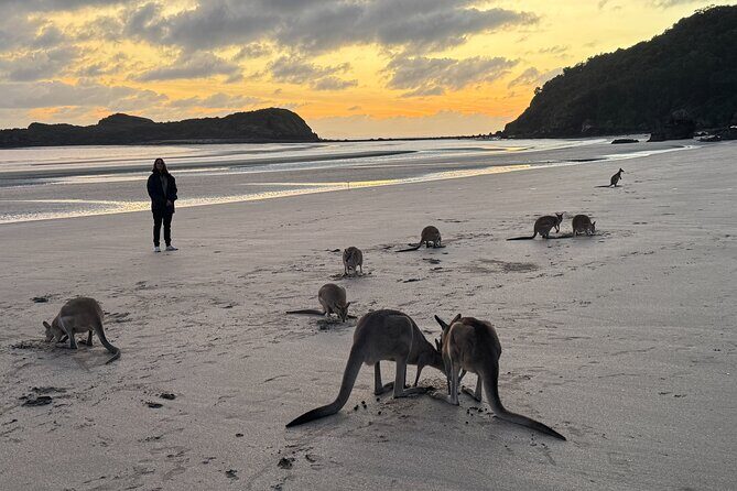 Airlie Beach: Kangaroos on the beach at dawn. - Final Thoughts: Is It Worth It?
