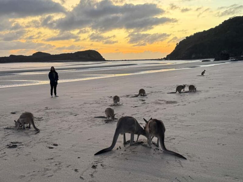Airlie Beach: Kangaroos on the Beach at Dawn - An In-Depth Look at the Experience