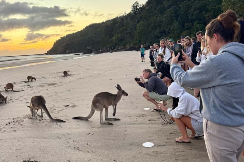 Airlie Beach: Kangaroos on the Beach at Dawn - Who Will Enjoy This Tour?