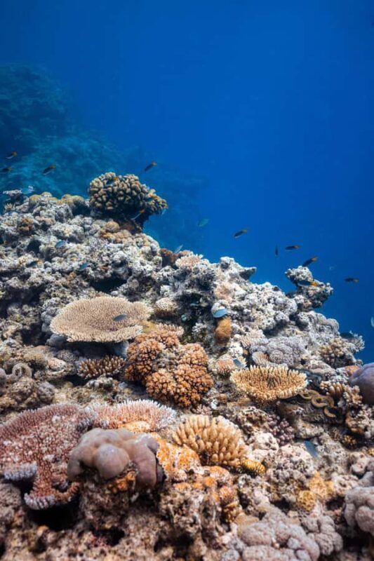 Airlie Beach: Outer Great Barrier Reef Snorkeling Day Trip - FAQ