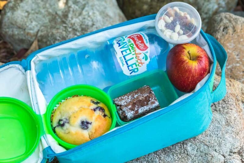 Airlie Beach: Segway Rainforest Discovery Tour - Wildlife and Flora: What You Might Encounter