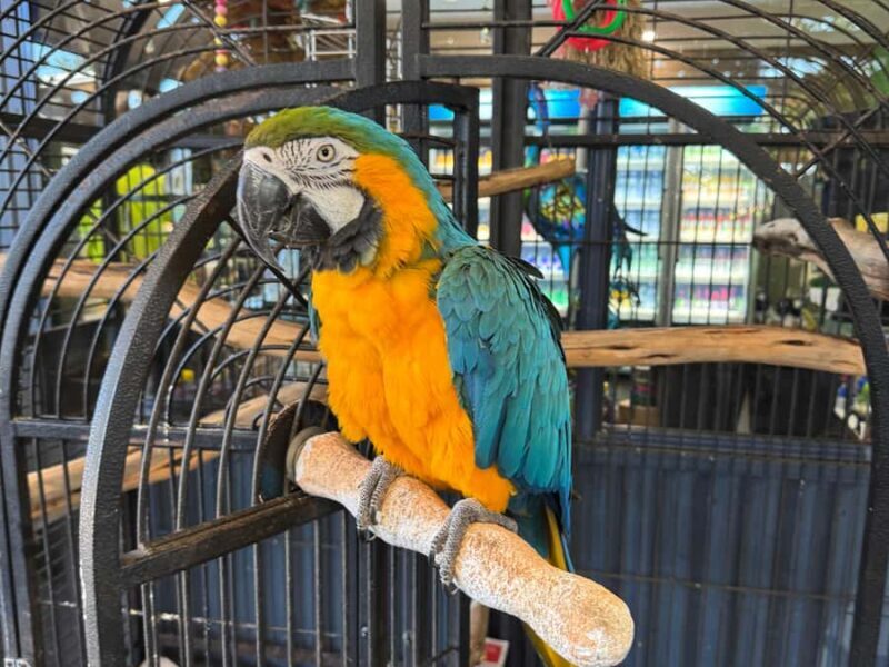 Airlie Beach: Sightseeing Bus Tour - The Highlights: Nature, Culture, and Nostalgia