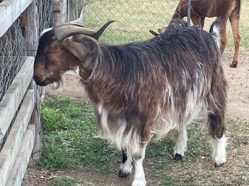 Airlie Beach: Sightseeing Bus Tour - Practical Aspects: What to Know Before You Go