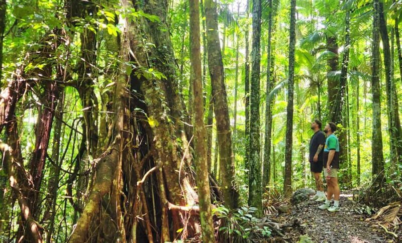 Airlie Beach: Waterfall & Rainforest Bushwalk Eco Adventure - Value for Money
