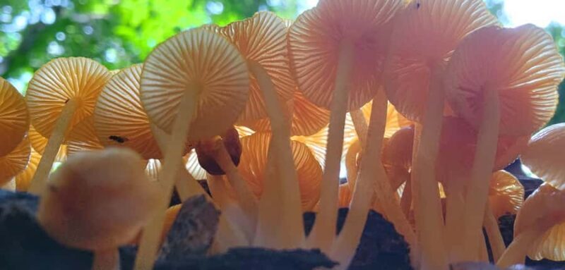 Airlie Beach: Waterfall & Rainforest Bushwalk Eco Adventure - Final Thoughts