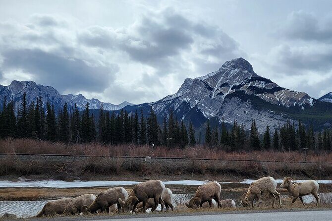Airport Pickup & Private Tour from Calgary to The Rockies! - FAQ