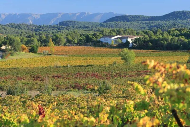 Aix-en-Provence: Half Day Wine Tour in Coteaux d'Aix - Authentic Experiences & Insights from Reviews