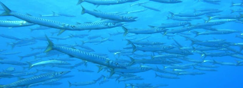 Ajaccio: Beginner's Scuba Dive with Experienced Instructor - The Value of This Experience