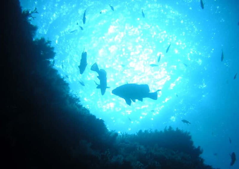Ajaccio: Beginner's Scuba Dive with Experienced Instructor - Who Should Consider This Tour?