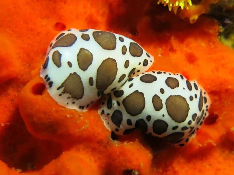 Ajaccio: Beginner's Scuba Dive with Experienced Instructor - Final Thoughts: Is It Worth It?