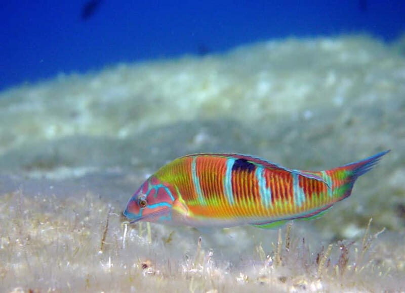 Ajaccio: Beginner's Scuba Dive with Experienced Instructor - FAQ