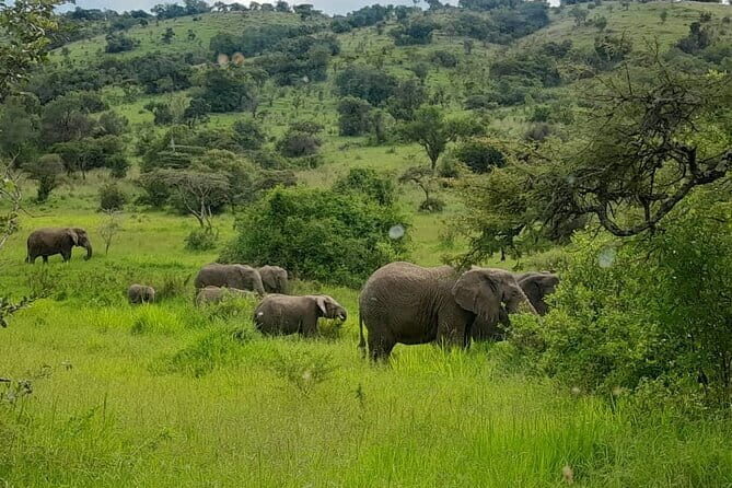 Akagera Safari Ride Share 1 Day Adventure - Who Will Love This Safari?
