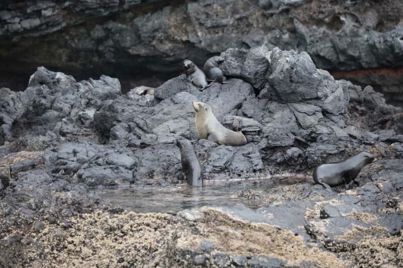 Akaroa: Dolphin Nature Cruise - Setting the Scene: What to Expect on the Water