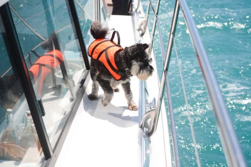 Akaroa: Dolphin Nature Cruise - Practical Details: Price, Comfort, and Accessibility