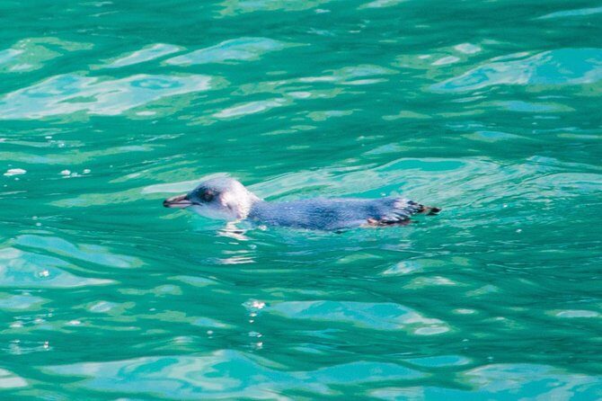 Akaroa Dolphins ~ Harbour Nature Cruise - Pricing and Value: Is It Worth It?
