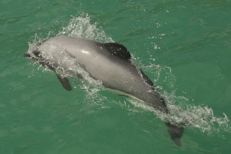 Akaroa Harbour 2-Hour Dolphin Nature Cruise - Who Will Enjoy This Tour?