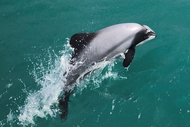 Akaroa Harbour Nature Cruise - In-Depth: The Scenic and Wildlife Highlights