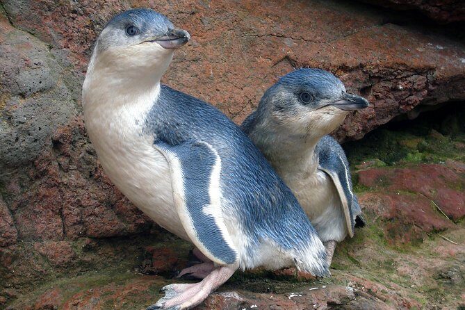 Akaroa Harbour Nature Cruise - Practical Tips for Your Cruise