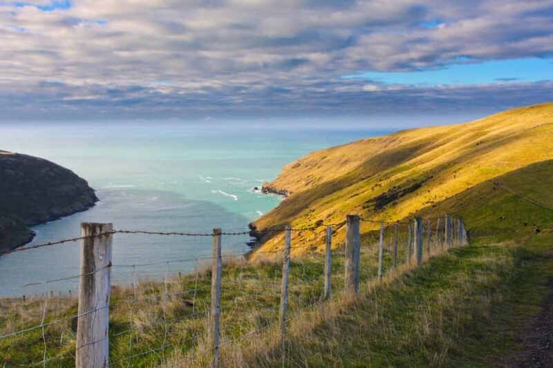 Akaroa: Pohatu Little Penguins 3-Hour Evening Experience - Practicalities and Tips for the Tour