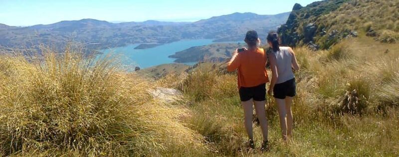 Akaroa: Pohatu Penguins Scenic Nature 2-Hour or 4-Hour Tour - Key Points