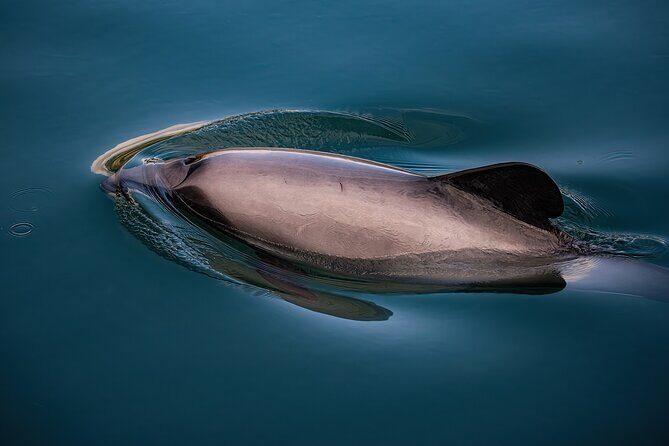 Akaroa Private Day Tour From Christchurch (Carbon Neutral) - Transportation and Group Dynamics