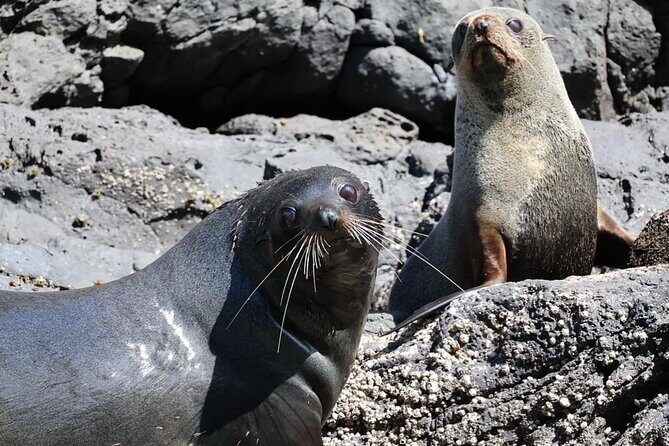 Akaroa Private Day Trip From Christchurch - Who Should Book This Tour?