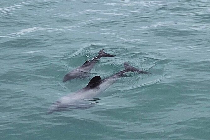 Akaroa Private Day Trip From Christchurch - FAQs About the Akaroa Private Day Trip