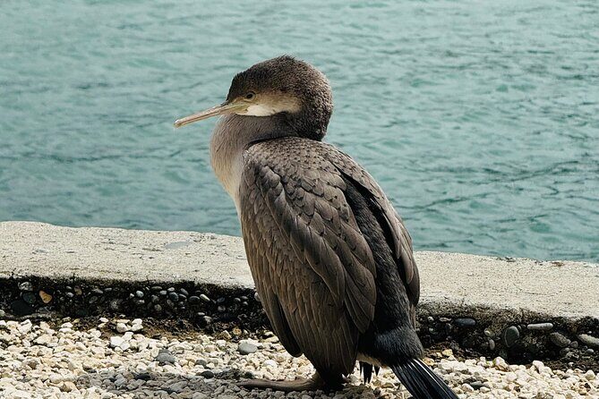 Akaroa Private Group Day Trip from Christchurch - Analyzing the Value and Practicalities