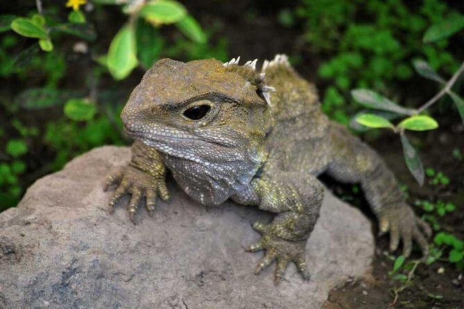 Akaroa Shore Excursion: Banks Peninsula, Christchurch City Tour and Willowbank Wildlife Reserve - The Return Journey and Overall Value