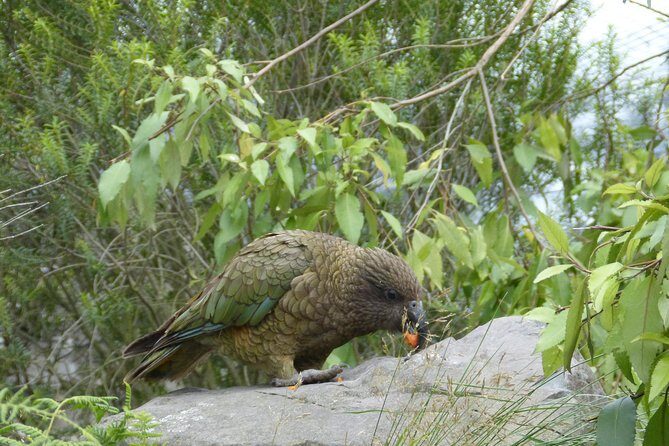 Akaroa Shore Excursion: Banks Peninsula, Christchurch City Tour and Willowbank Wildlife Reserve - Who Will Love This Tour?
